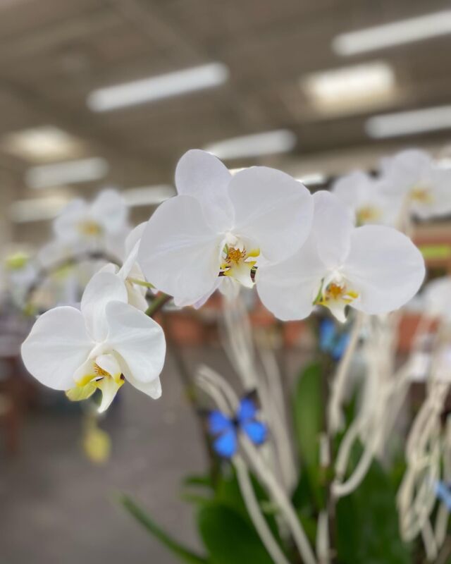 White Wax Flower – Carlsbad Florist, San Diego Wholesale Flowers